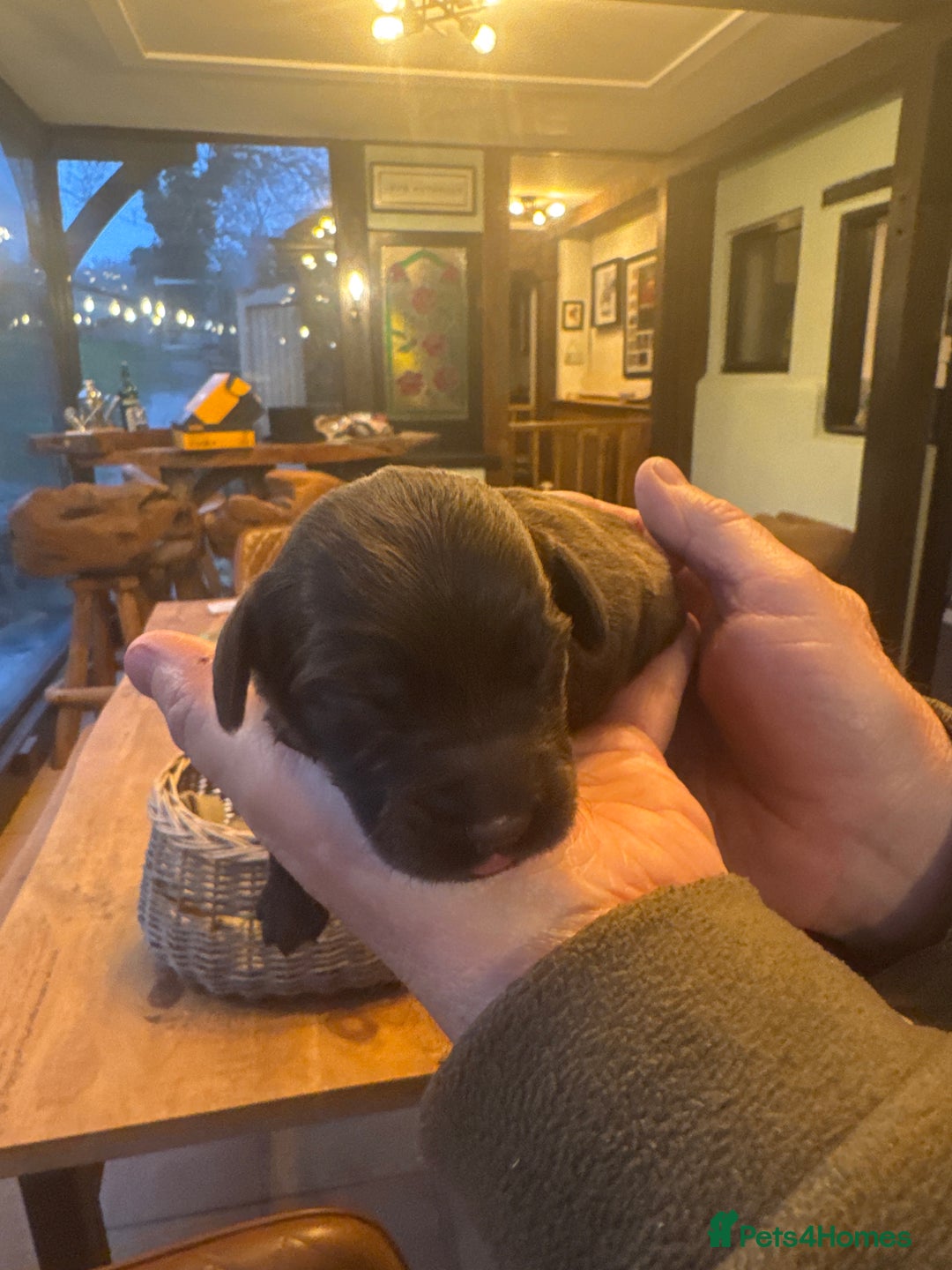 Sprocker dogs for sale: Sprocker puppies for sale - Advert 11