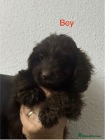 Cockapoo dogs - Advert 4