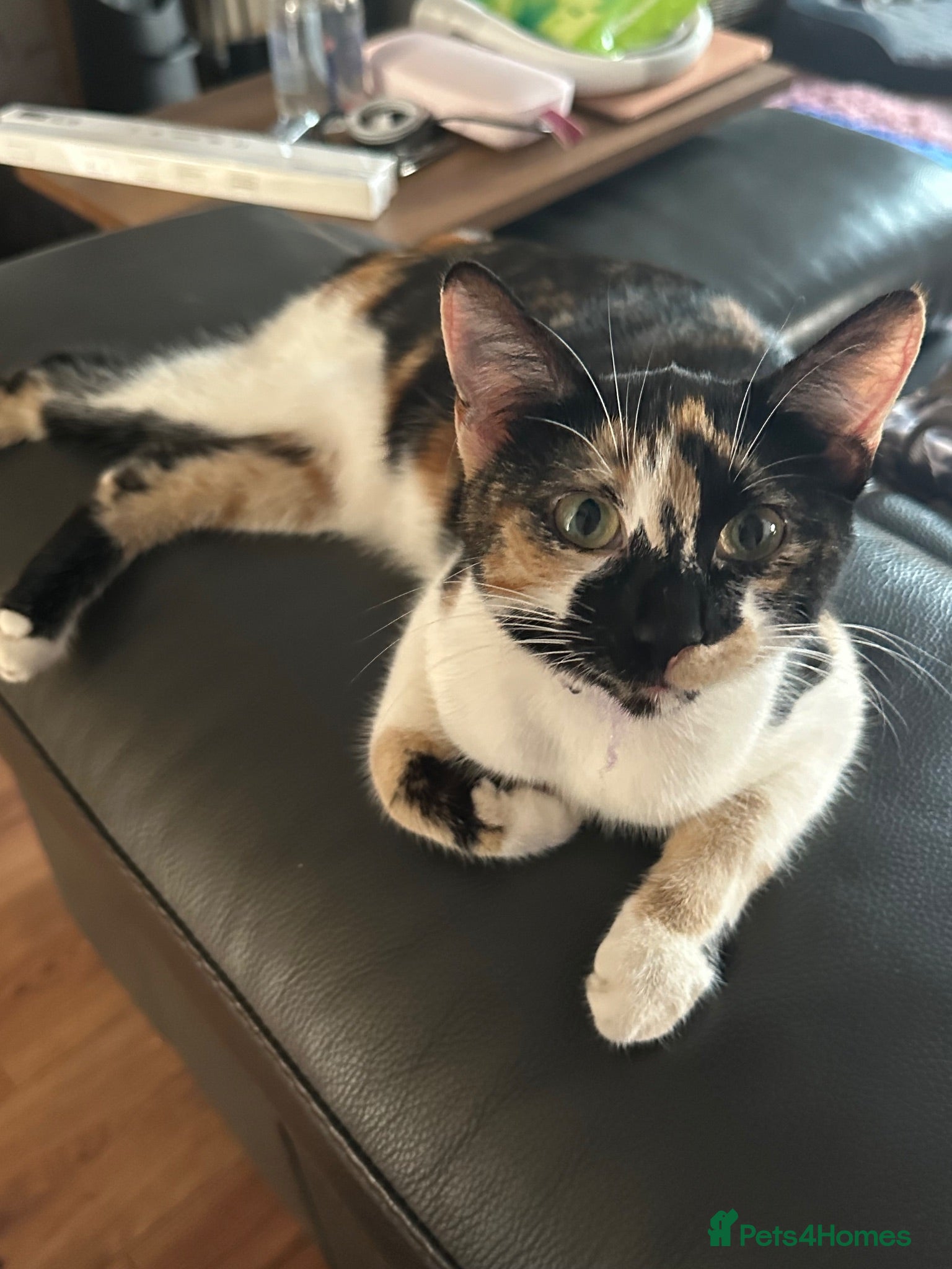 Mixed Breed cats Stunning kittens available now - Advert 1