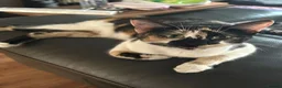 Mixed Breed cats for sale: Stunning kittens available now - Advert 1