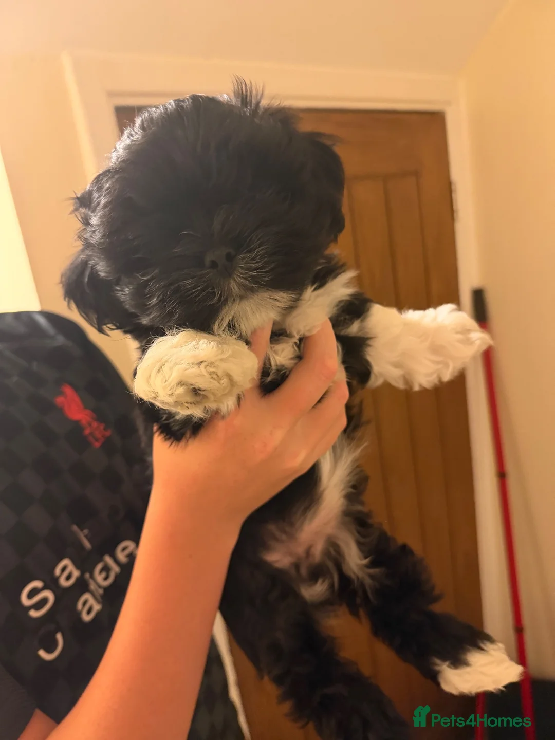 Lhasa Apso dogs for sale: Lhasa apso puppies  - Advert 1