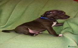 Staffordshire Bull Terrier dogs for sale: Blue Staffies - Image 8