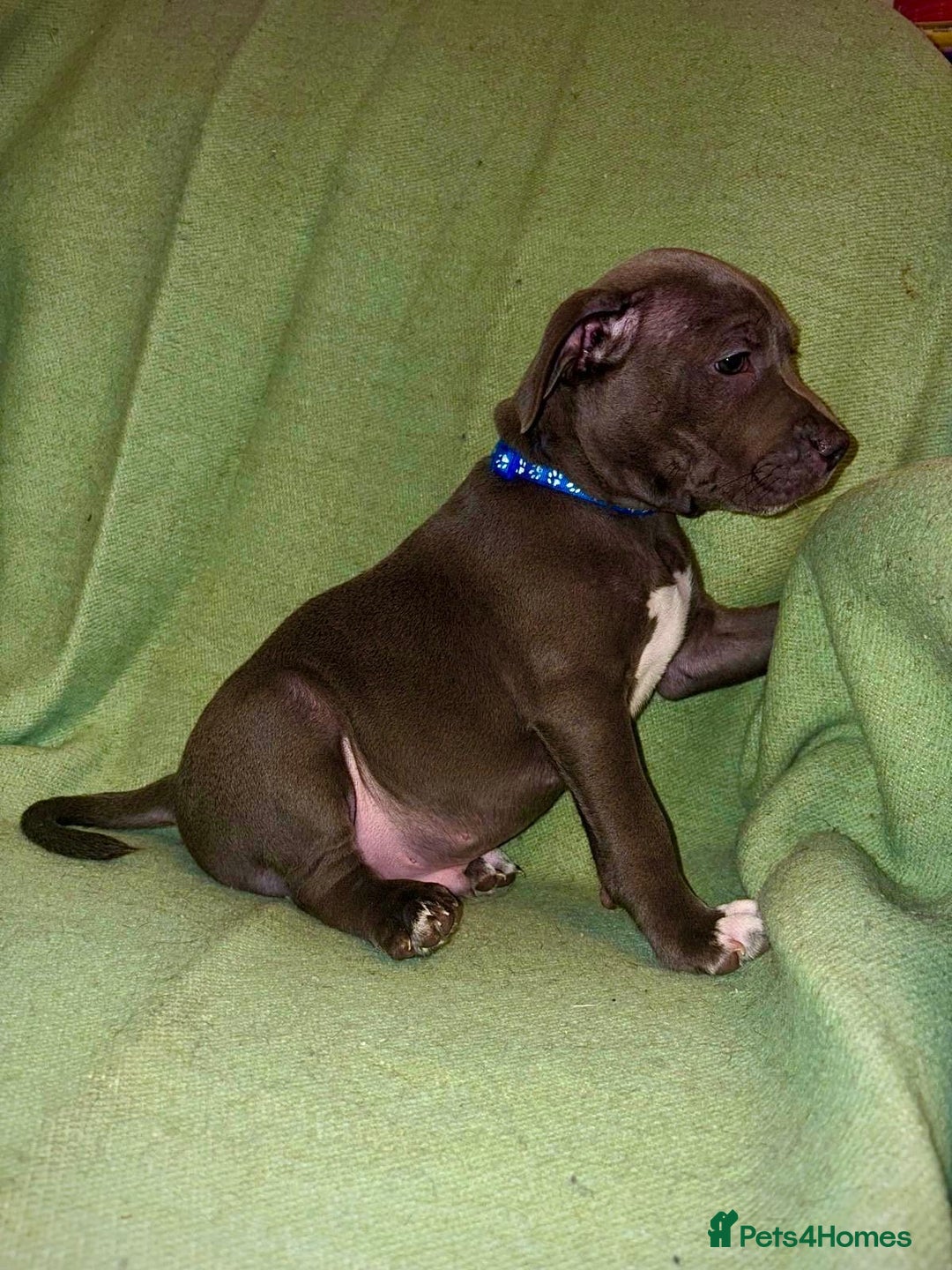 Staffordshire Bull Terrier dogs for sale: Blue Staffies - Image 8