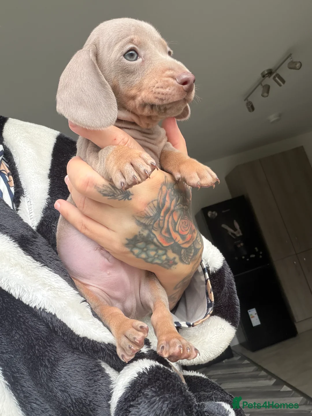 Miniature Dachshund dogs for sale: Minature dachshund last puppy ❤️ - Advert 2