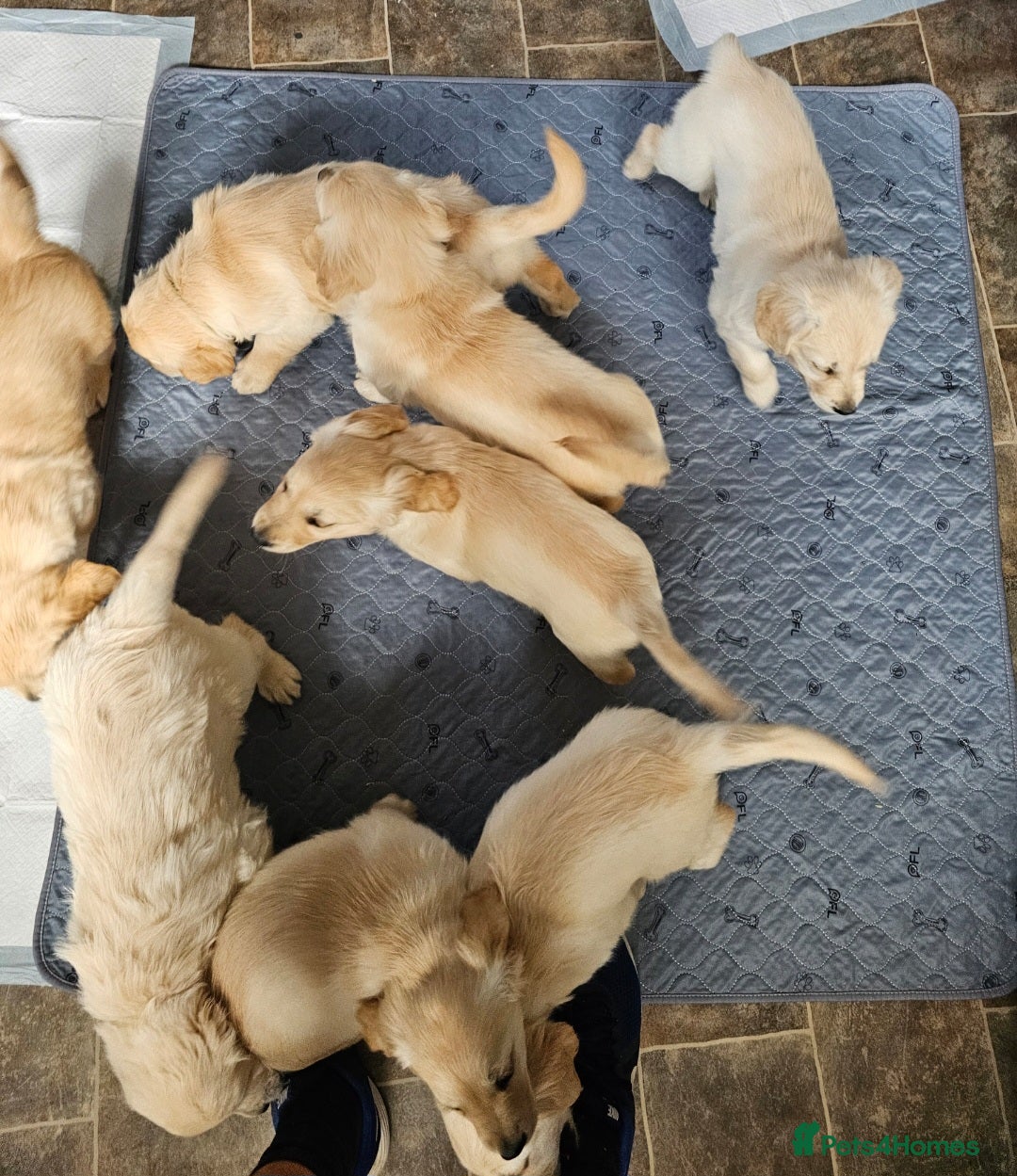 Golden Retriever dogs for sale: Ready to leave KC registered golden retriever - Image 10