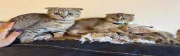 British Shorthair cats for sale: Gorgeous kittens  - Advert 13