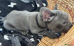 French Bulldog dogs for sale: Solid Blue French Bulldog  - Image 4