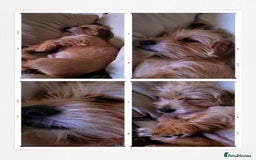 Mixed Breed dogs for sale: Shady 14 months- for rehoming  - Image 8