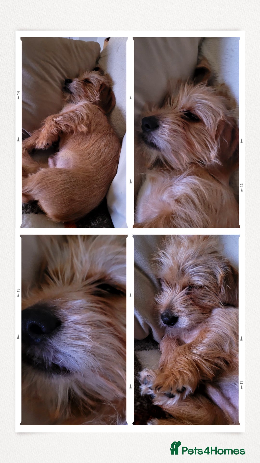 Mixed Breed dogs for sale: Shady 14 months- for rehoming  - Image 8