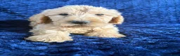 Labradoodle dogs for sale: Ready Now! Beautiful F1b Labradoodles  - Advert 31