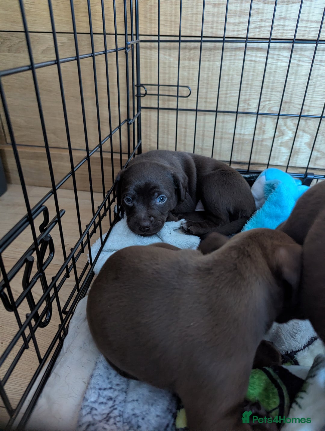 Mixed Breed dogs for sale: Mixed Breed - Advert 2