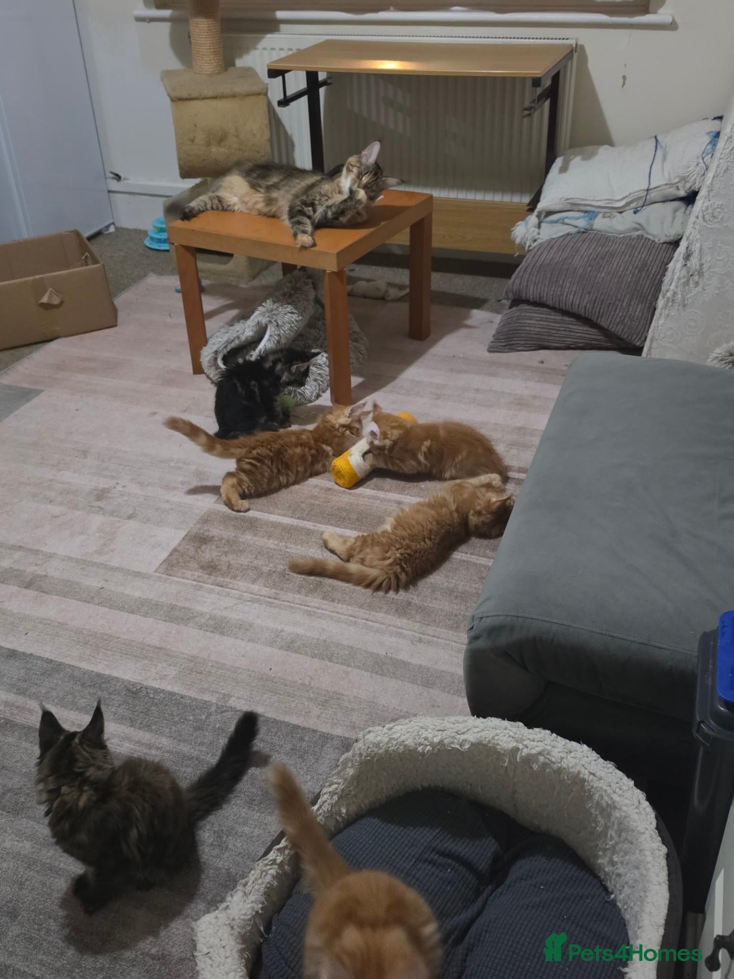 Maine Coon cats Wonderful loving Maine Coon kittens - Advert 2