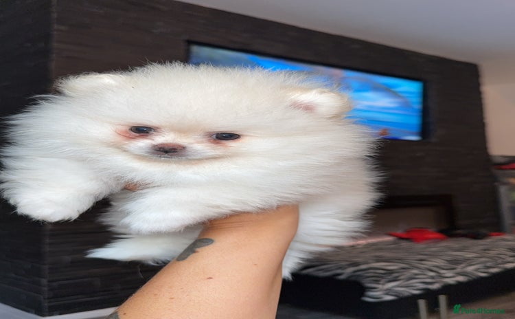 Pomeranian dogs - Advert 15