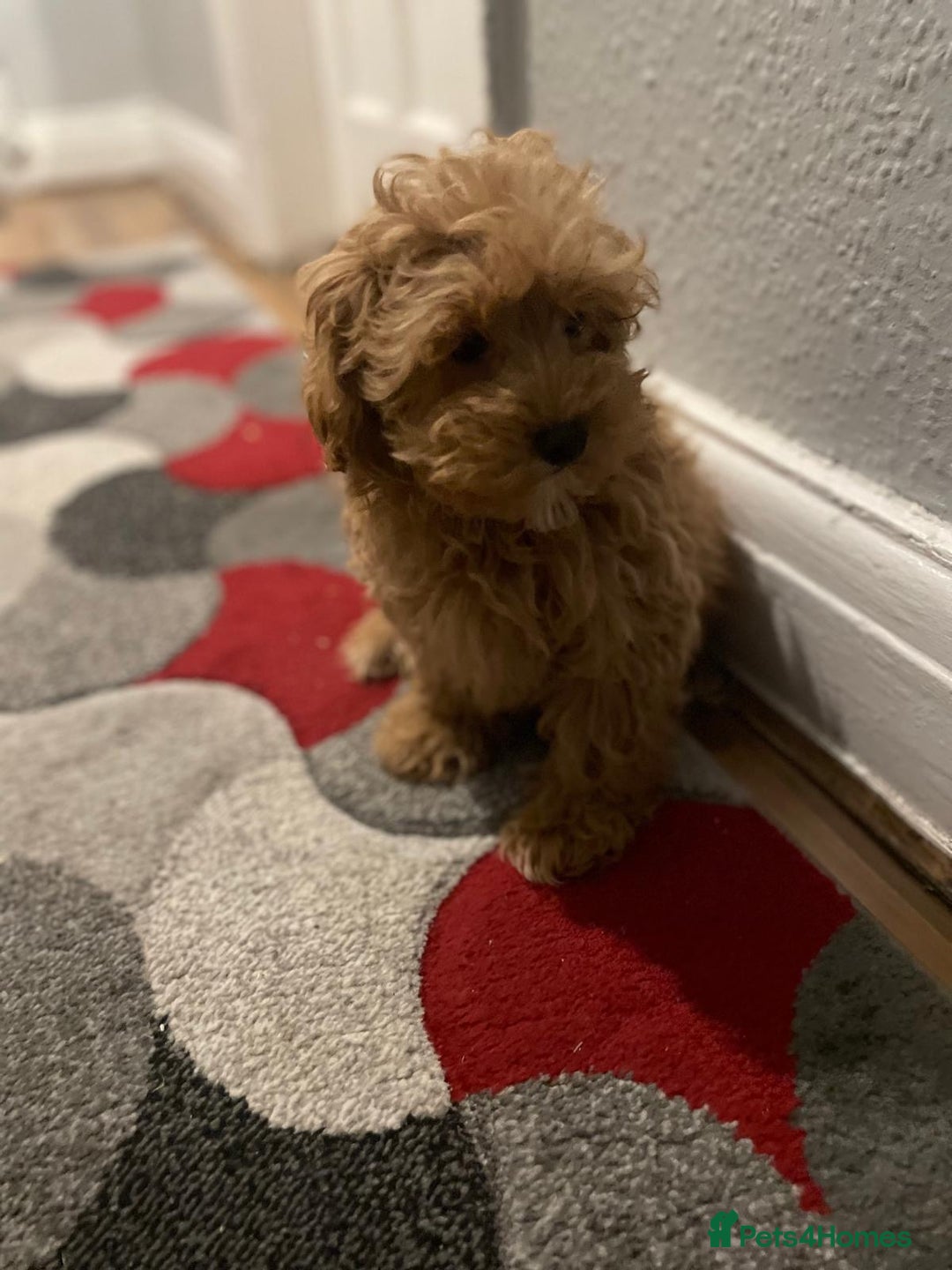 Maltipoo dogs for sale: Toy Maltipoo Ready to go - Advert 16
