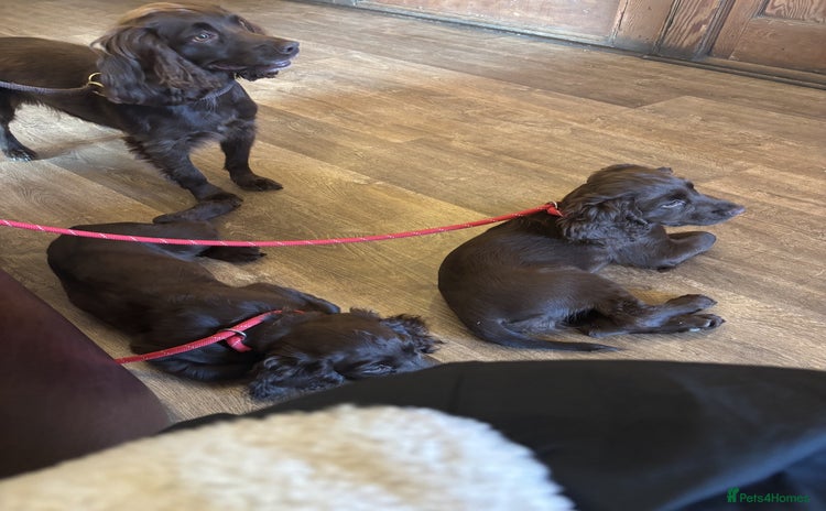 Cocker Spaniel dogs - Advert 12