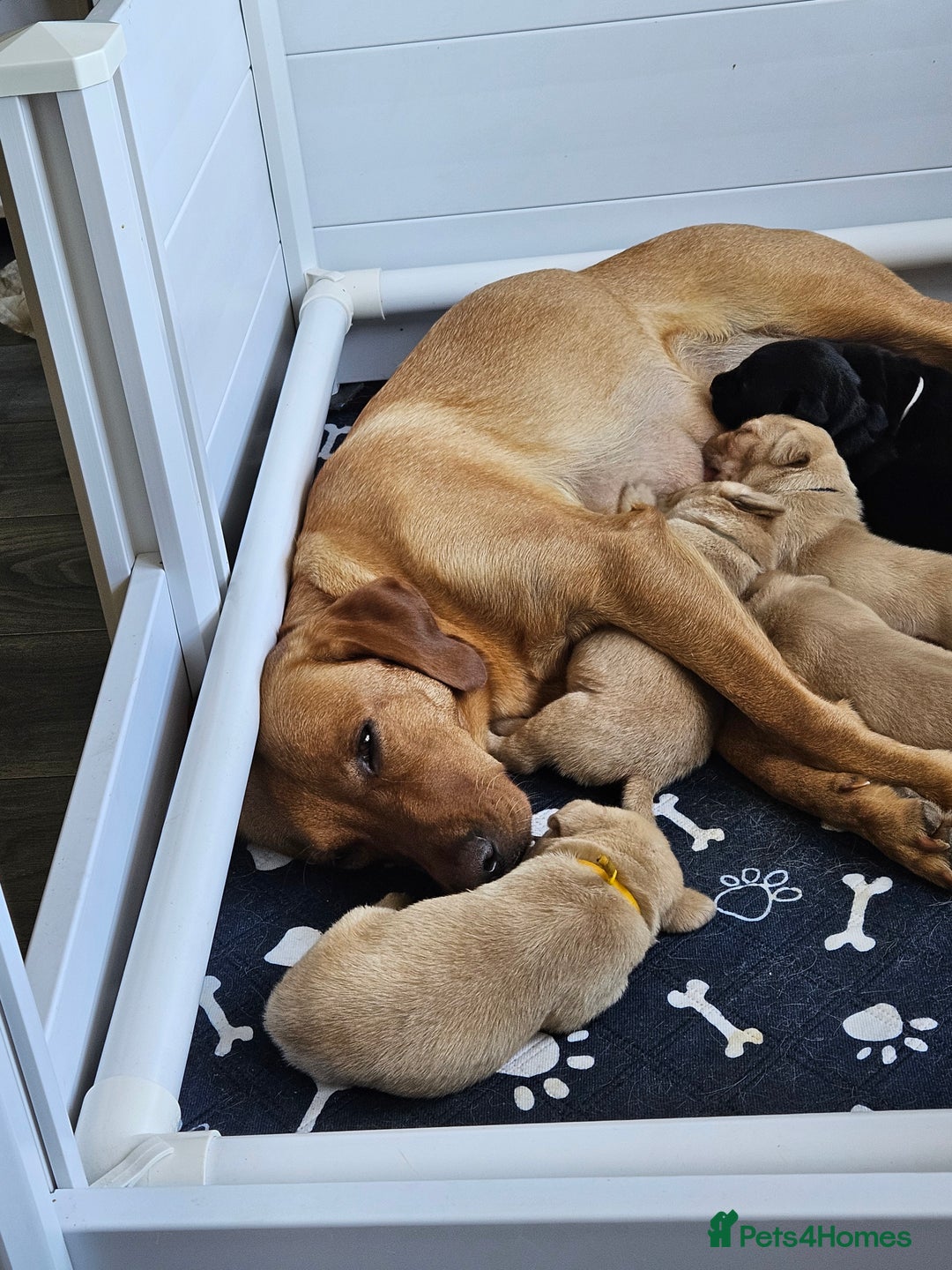 Labrador Retriever dogs for sale: Labrador Retriever  - Image 3