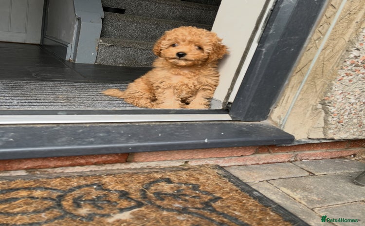Cavapoo dogs - Advert 4