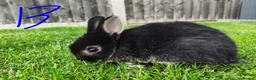 Netherland Dwarf rabbits for sale: Netherland dwarf  - Advert 6