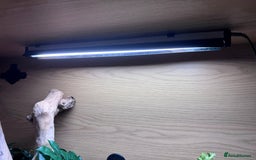 Python Snake reptiles for sale: Pied Ball Python and full set up - Image 8
