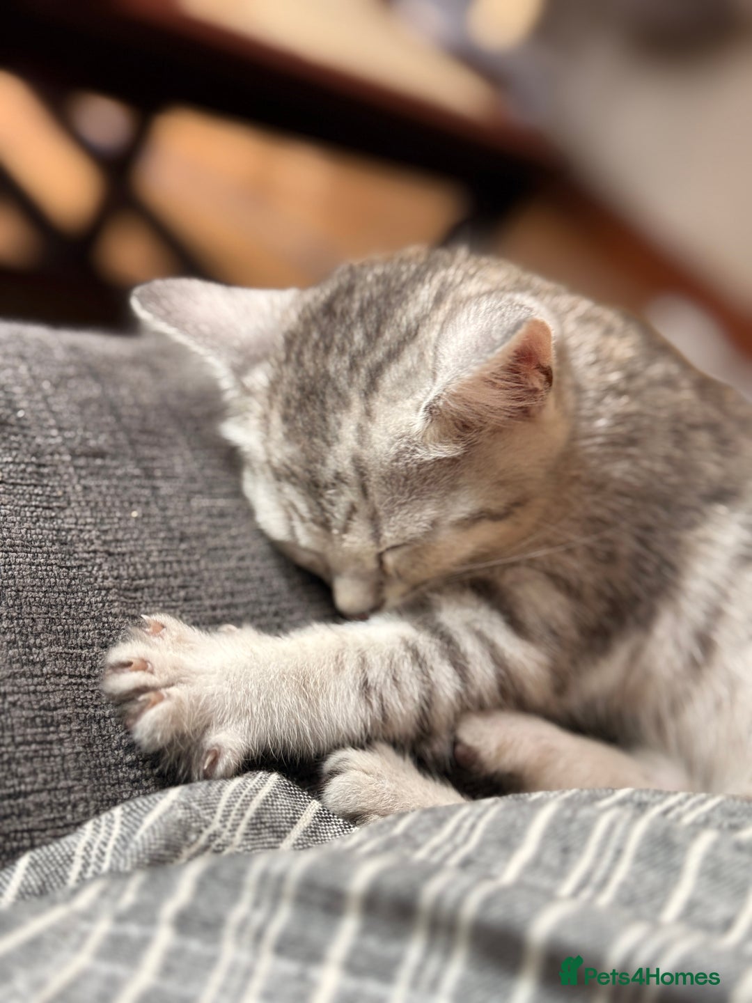 Mixed Breed cats for sale: Cutest kittens!  - Image 7