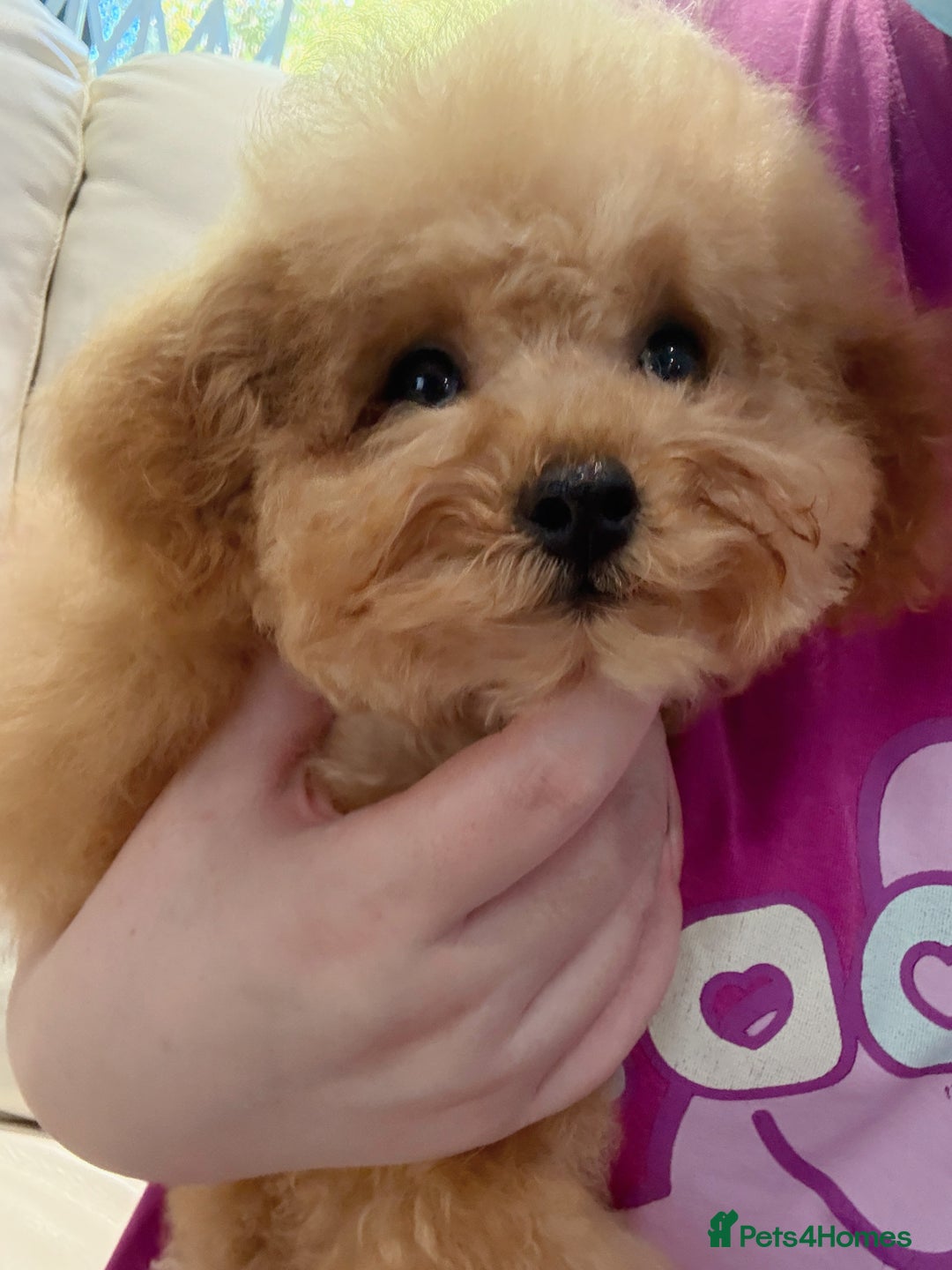 Toy Poodle dogs for sale: Asian Tiny Toy Poodle girl - Image 5