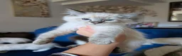 Ragdoll cats for sale: Registered/Pedigree/Stunning/Ragdolls  - Advert 27