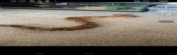 Boa Snake reptiles for sale: Red tail boa - Advert 1