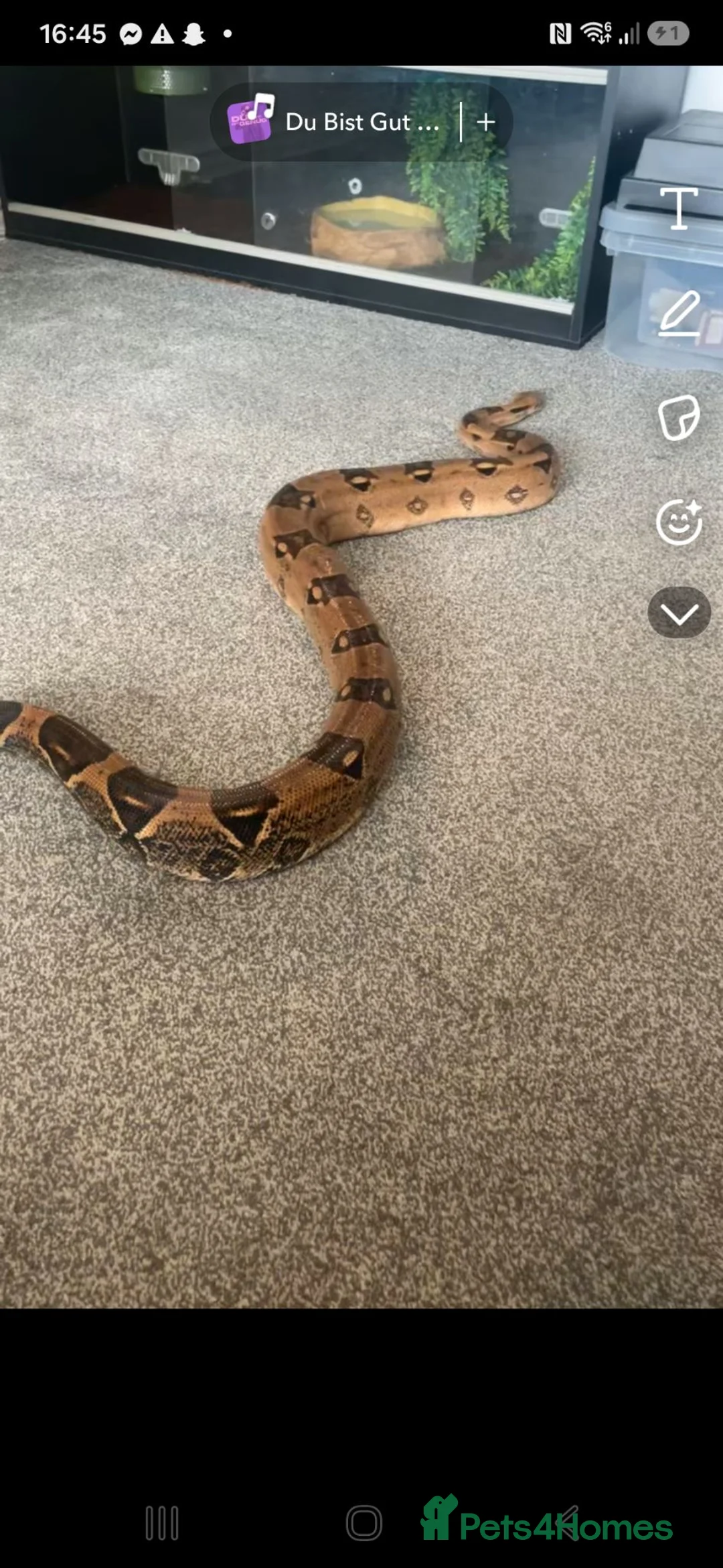 Boa Snake reptiles for sale: Red tail boa - Advert 1