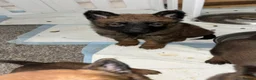 Belgian Shepherd Dog dogs for sale: Belgian malinois puppies - Advert 18