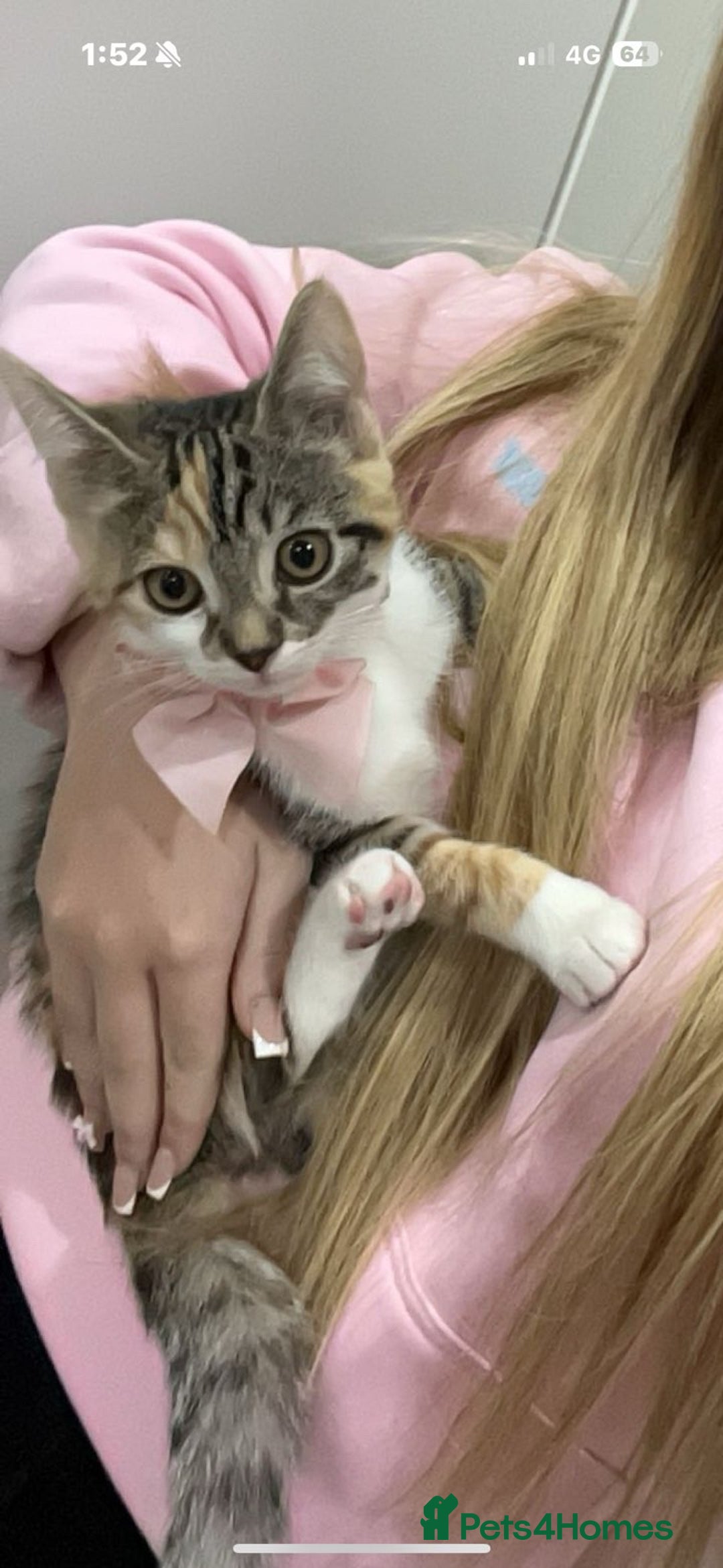 Mixed Breed cats for sale: Beautiful natured cat for rehome - Image 1