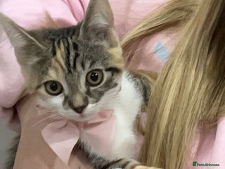 Mixed Breed cats - Advert 37