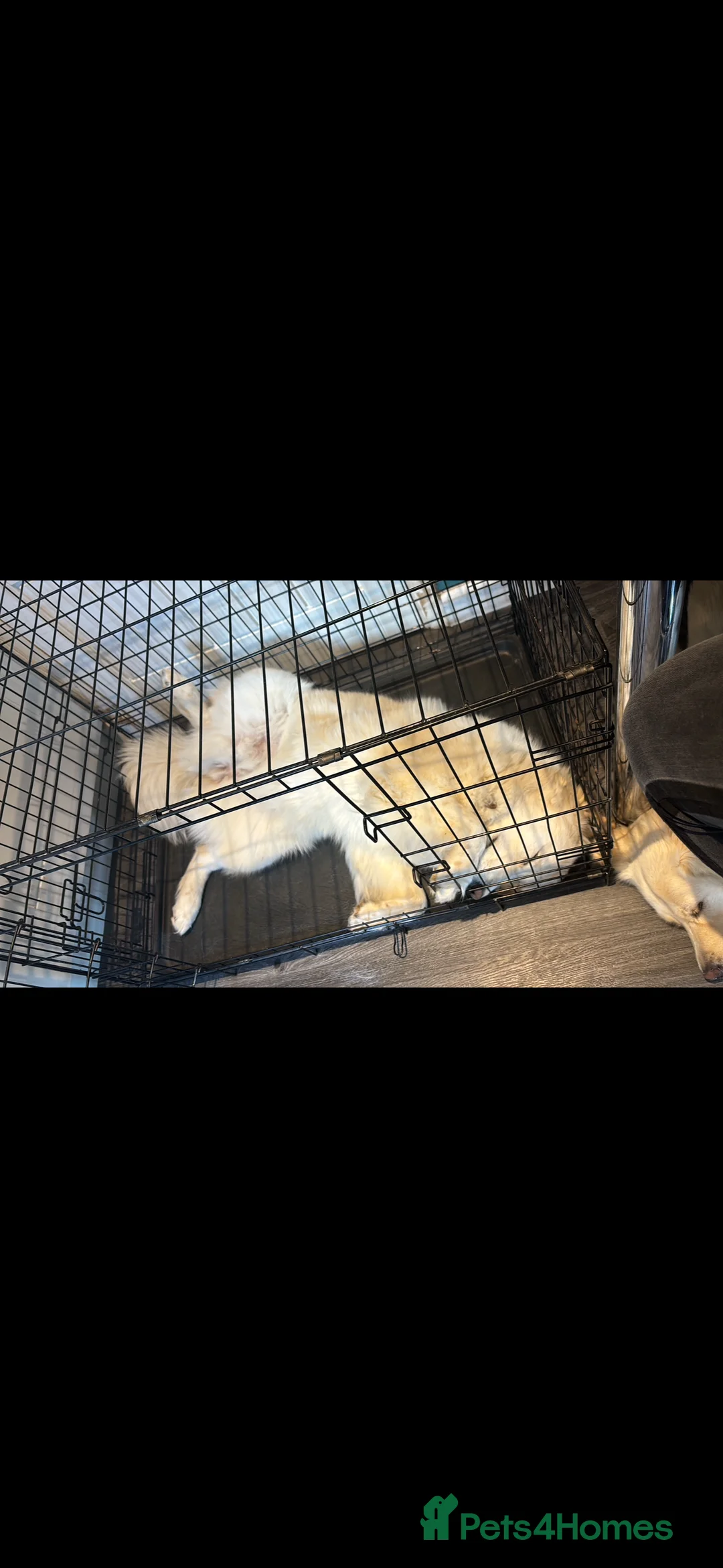 Mixed Breed dogs for sale: Golden Samoyed Girl - Advert 4