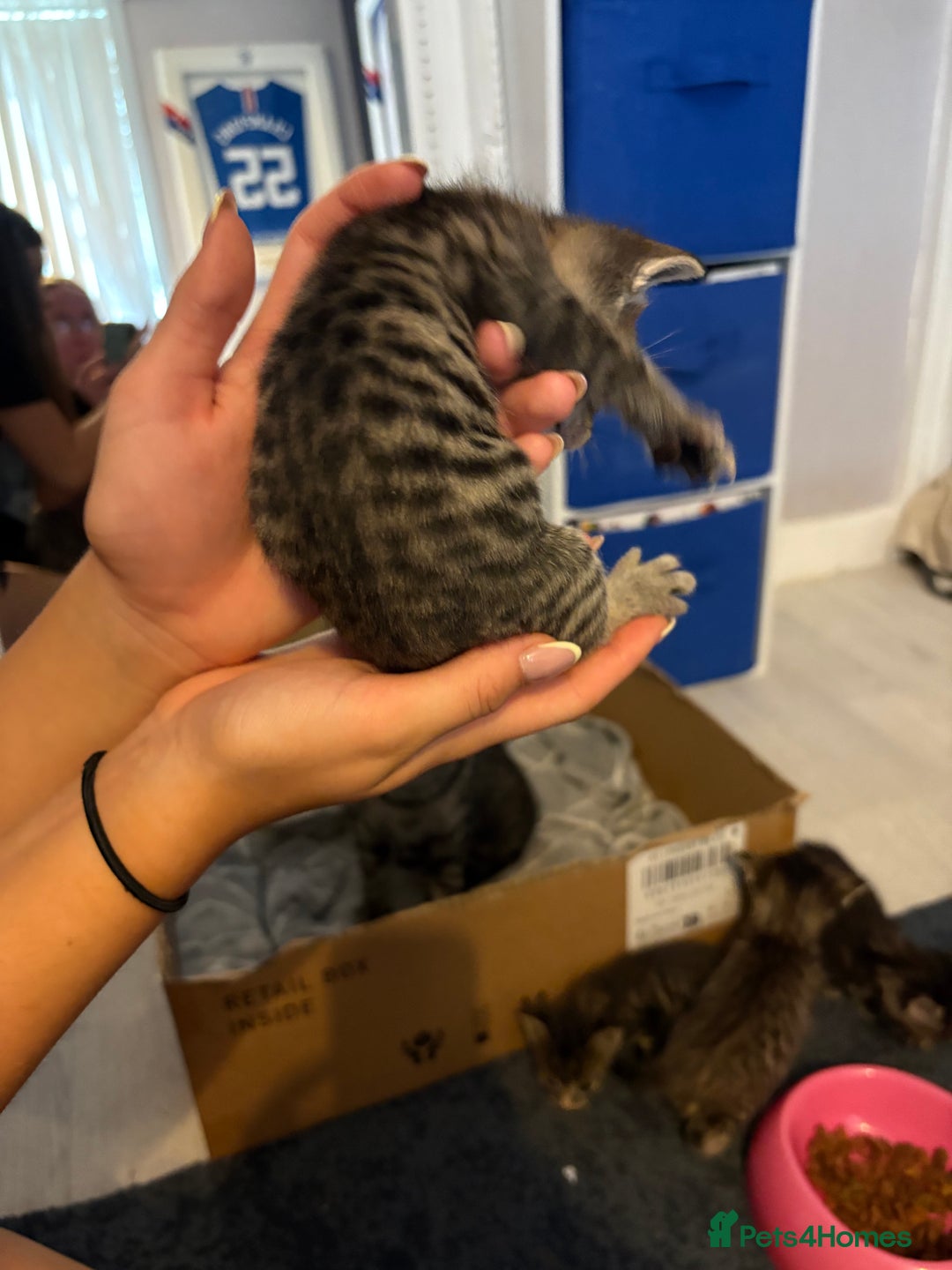 Domestic Shorthair cats for sale: 2 male kittens  - Image 4