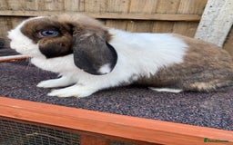 Mini Lop rabbits for sale: Mini lops  - Image 15