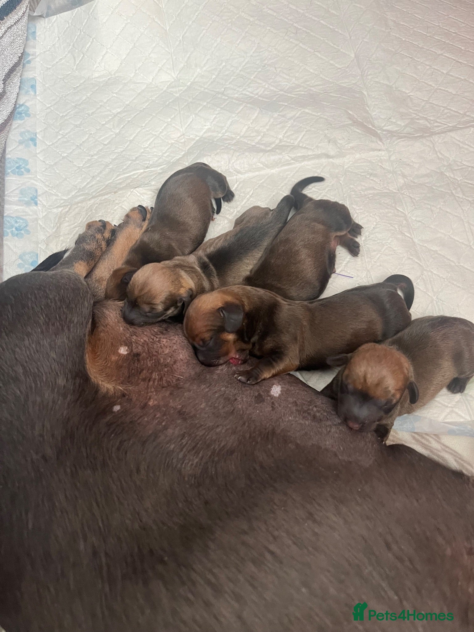 Dachshund dogs Beautiful miniture dachshund puppies  - Advert 1