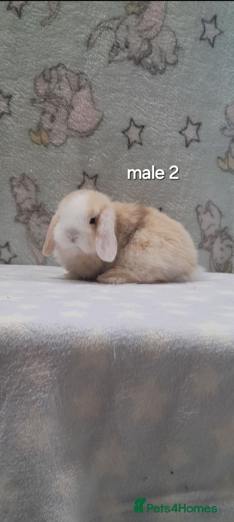 Mini Lop rabbits Beautiful purebred mini lops  - Advert 1