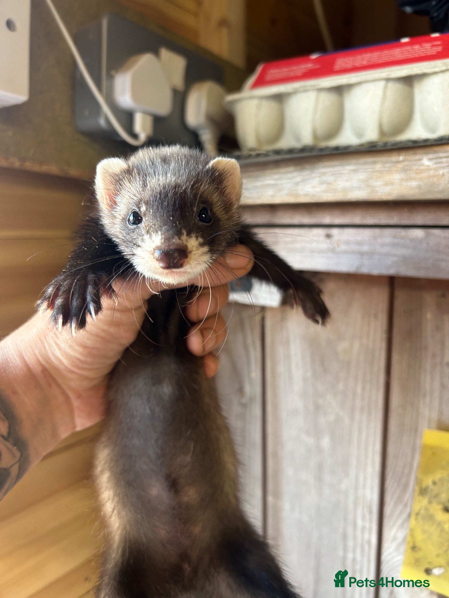 Ferret rodents Micro eu ferrets at 9Weeks old another litter at 8 - Advert 15