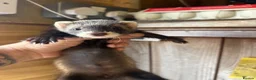 Ferret rodents for sale: Micro eu ferrets at 4 girls left 6 boys  - Advert 1