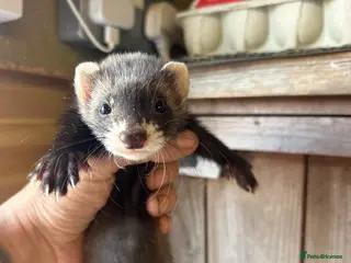 Ferret rodents Micro eu ferrets at 4 girls left 6 boys - Advert 2
