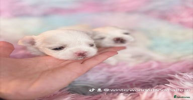 Maltese dogs 🩷Exquisite Full Korean Maltese Puppies🩵 - Advert 9