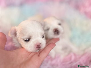 Maltese dogs 🩷Exclusive Tiny Full Korean Maltese Puppies🩵 - Advert 1