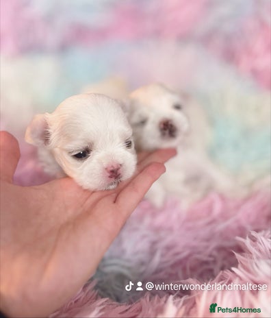 Maltese dogs - Advert 16