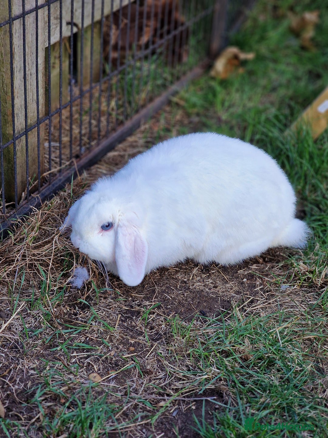 Mini Lop rabbits for sale: Mini lop blue needs a Home  - Advert 1