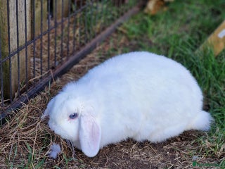 Mini Lop rabbits Mini lop blue needs a Home - Advert 3