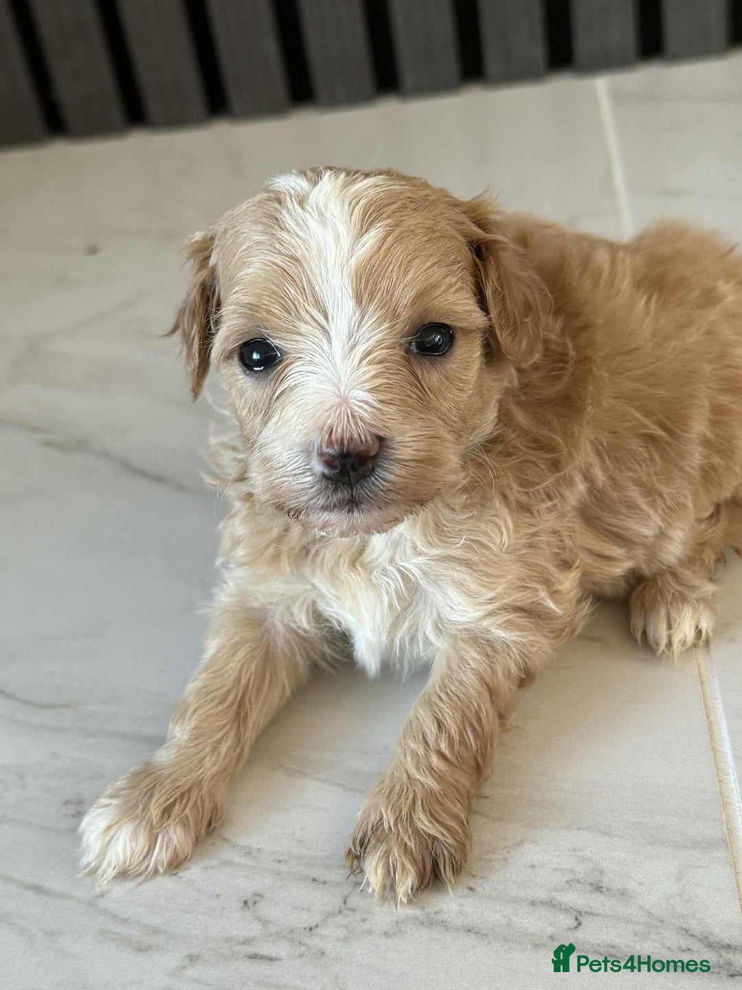Maltipoo dogs for sale: 6 Gorgeous F1 Maltipoos for sale - Advert 2