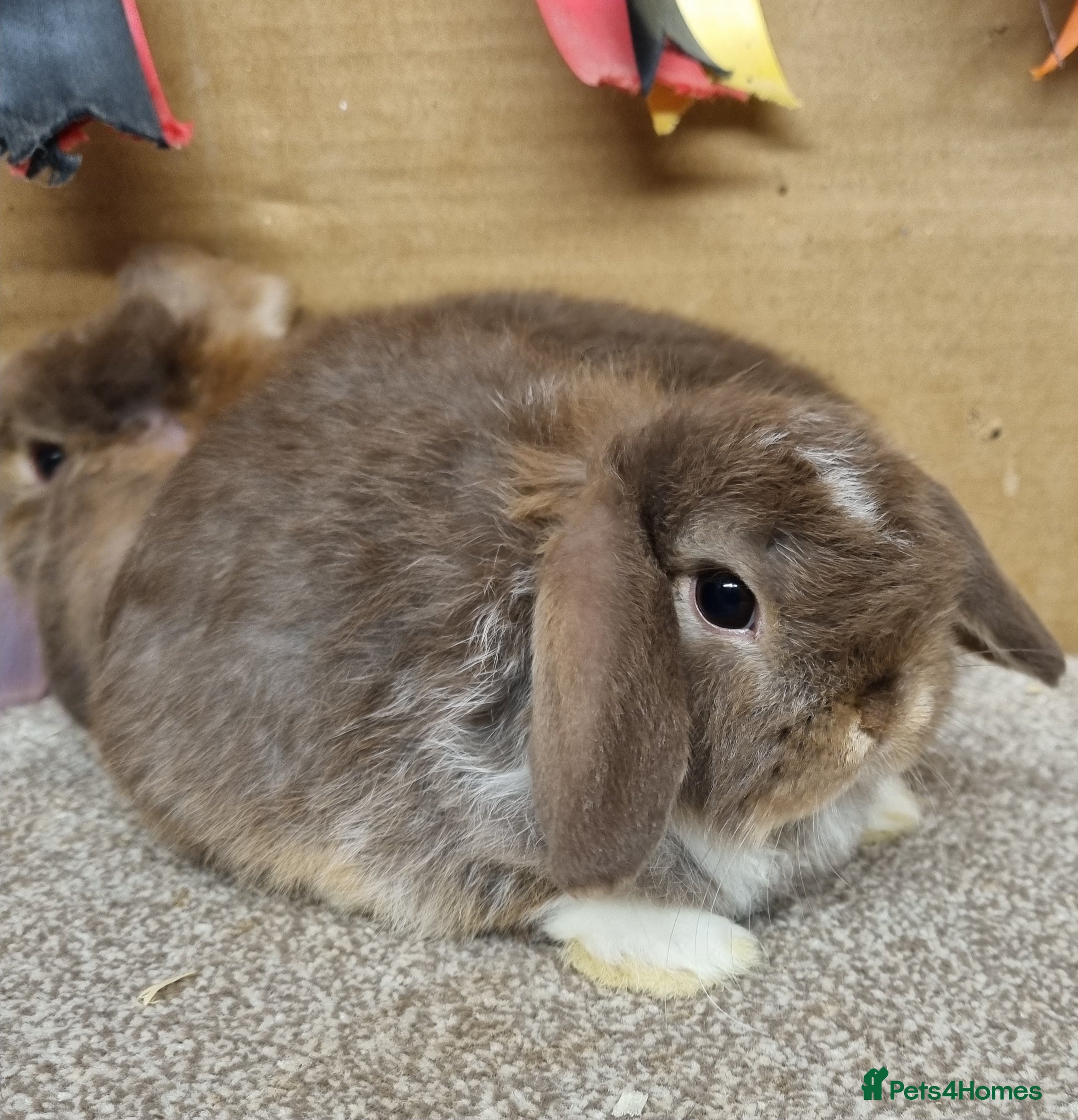 Mini Lop rabbits Gorgeous mini lop babies - Advert 1