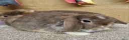 Mini Lop rabbits for sale: Gorgeous mini lop babies - Advert 1