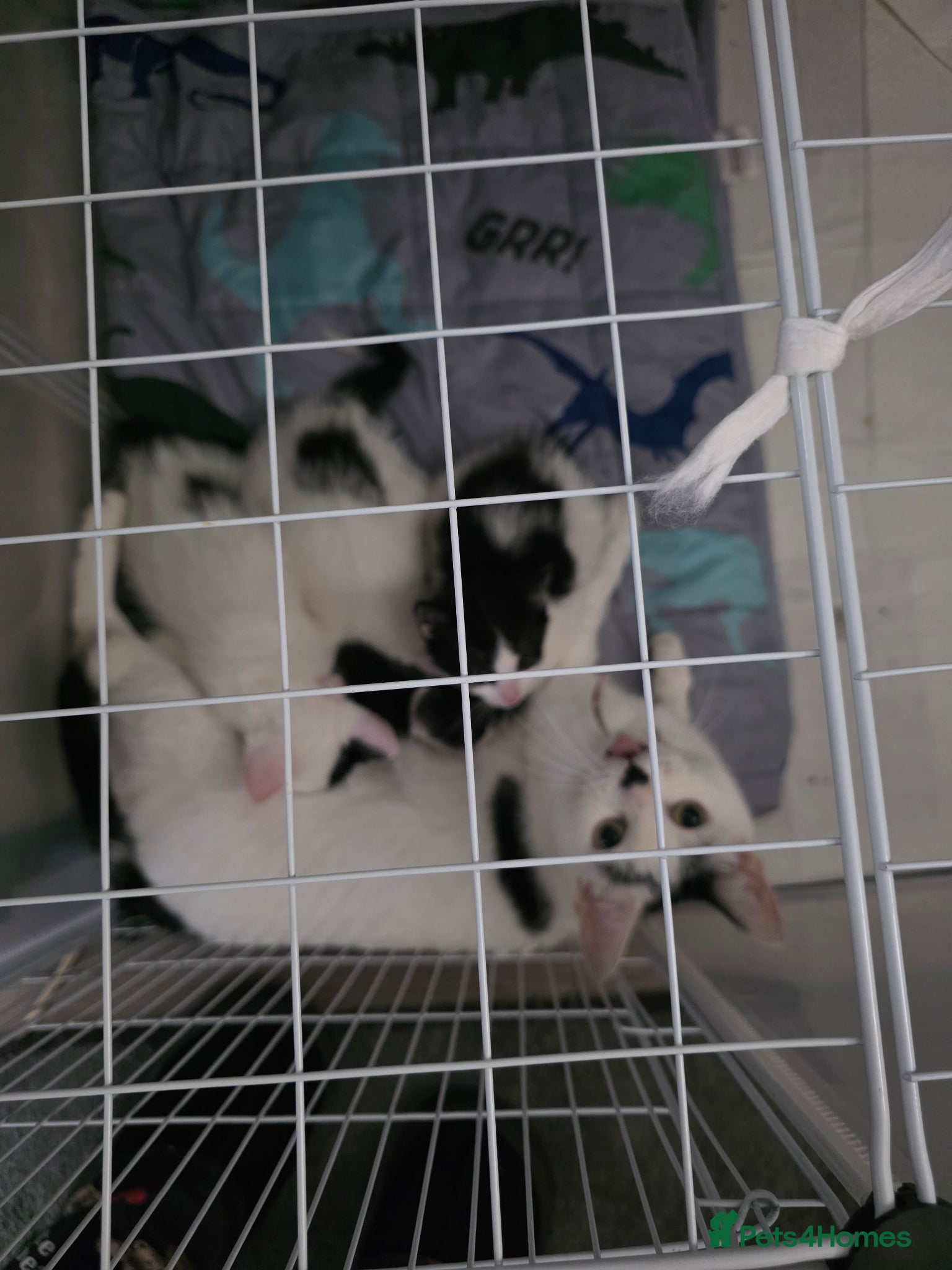 Mixed Breed cats 4 female kittens  - Advert 8