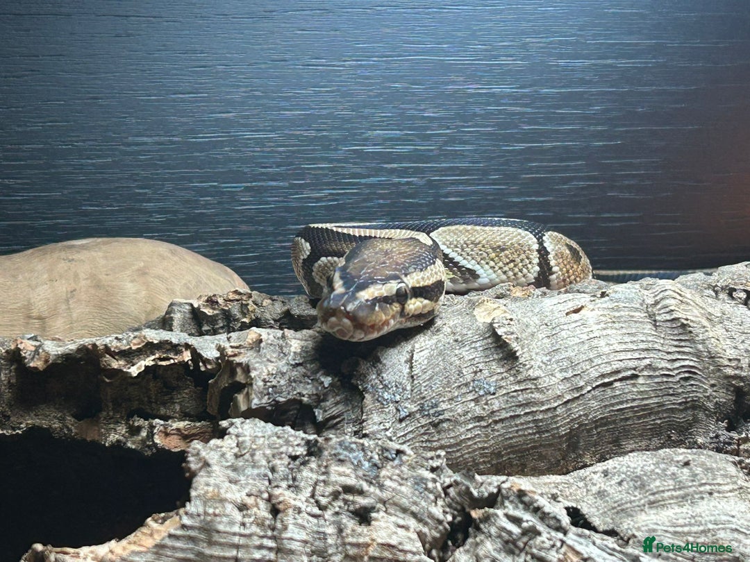 Python Snake reptiles for sale: 5 year old female ball python with full set up  - Advert 4