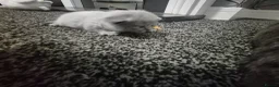 British Shorthair cats for sale: British short hair lilac - Advert 8